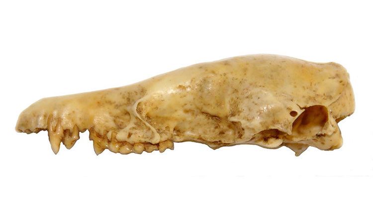 Nesophontes Caribbean bones reveal the origin of the 39island murderer39 Natural