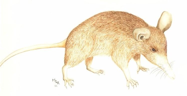 Nesophontes Extinct mammals