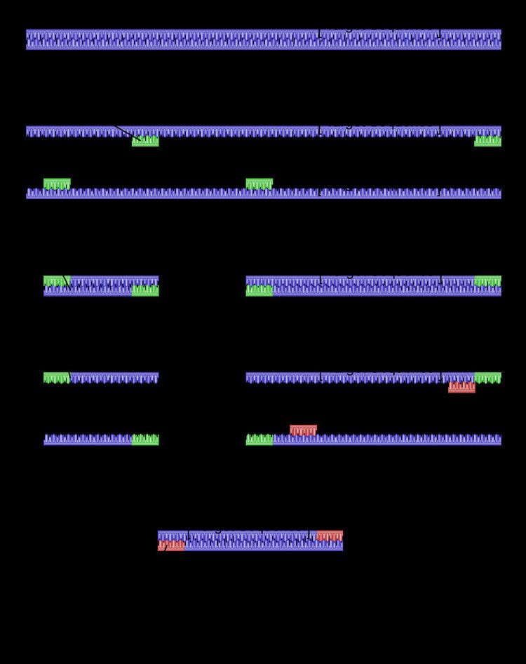 Nested polymerase chain reaction