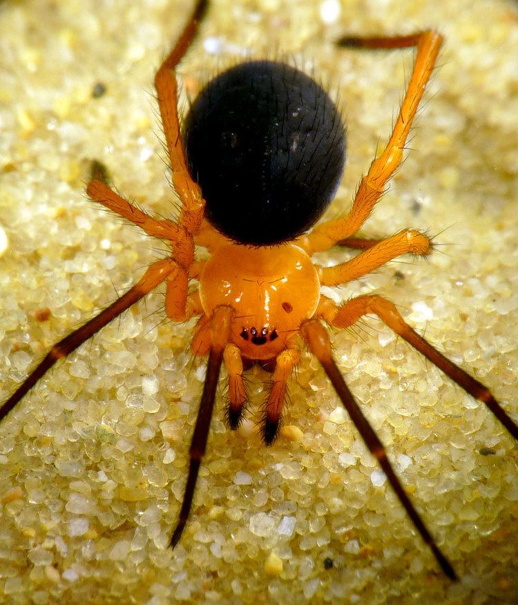 Nesticodes Nesticodes rufipes Lucas 1846 Red House Spider