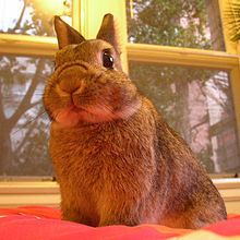 Netherland Dwarf rabbit httpsuploadwikimediaorgwikipediacommonsthu