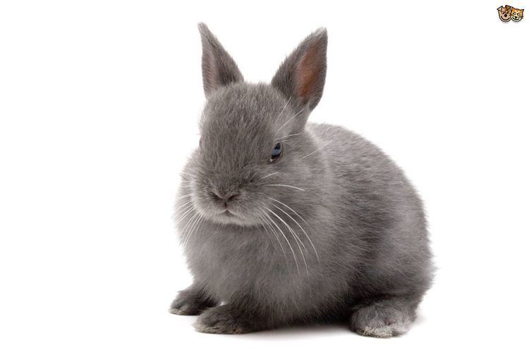 Netherland Dwarf rabbit Netherland Dwarf Rabbit Breed Information Facts Photos Care