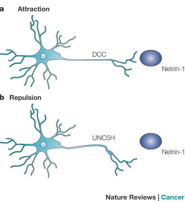 Netrin Box 1 Netrin1 and its receptors in tumorigenesis Nature Reviews