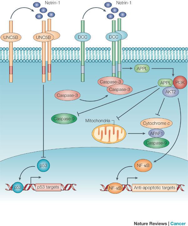 Netrin Figure 3 Netrin1 and its receptors in tumorigenesis Nature