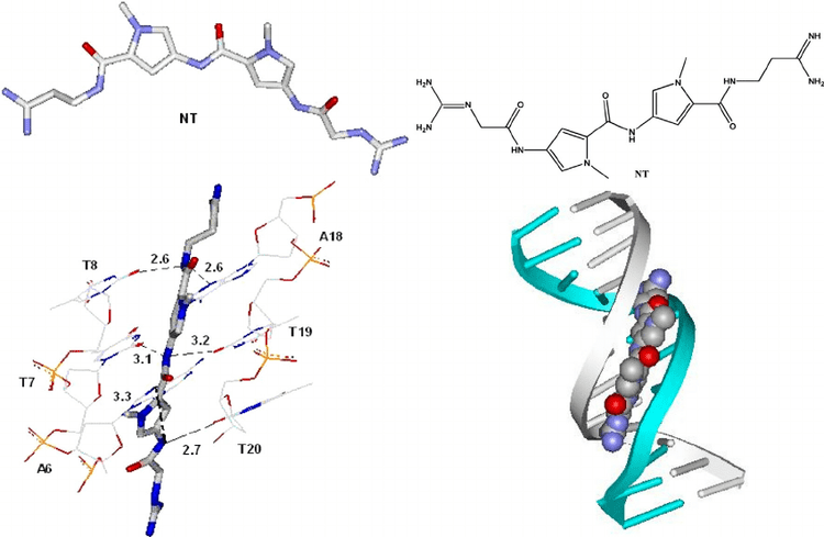 Netropsin Upper panel Crystallographic structure of netropsin NT