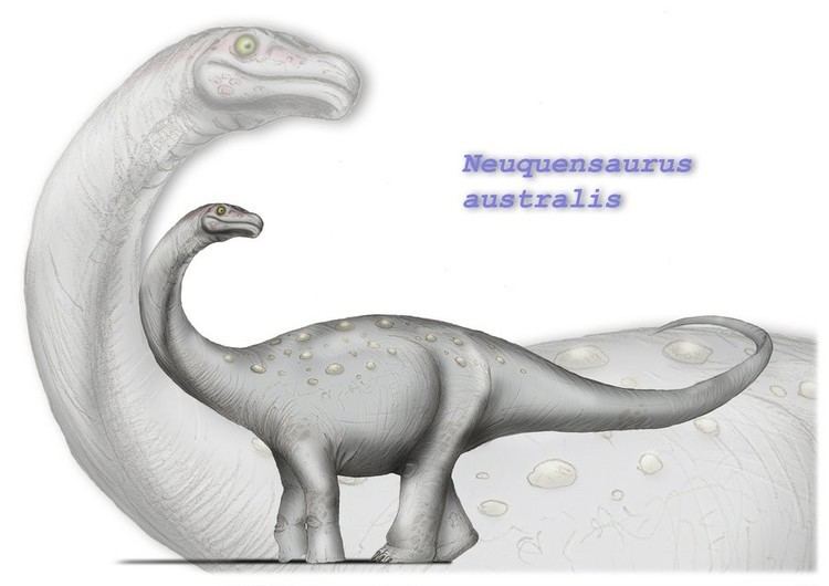 Neuquensaurus Neuquensaurus Pictures amp Facts The Dinosaur Database