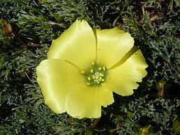 Neuradaceae httpsuploadwikimediaorgwikipediacommonsthu