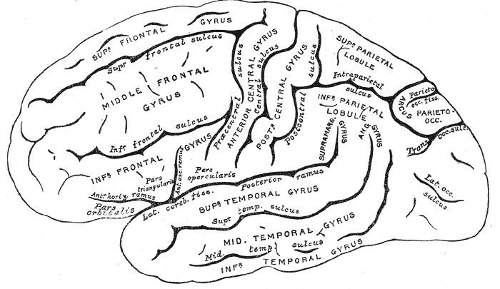 Neural basis of self