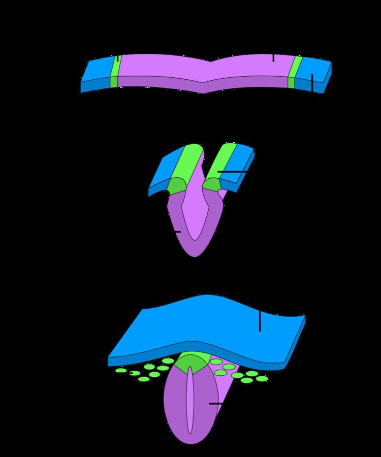 Neural plate