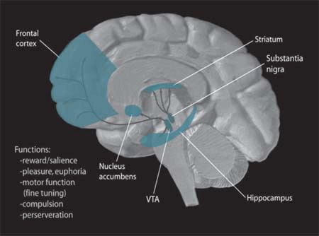 Neuroanatomy of intimacy