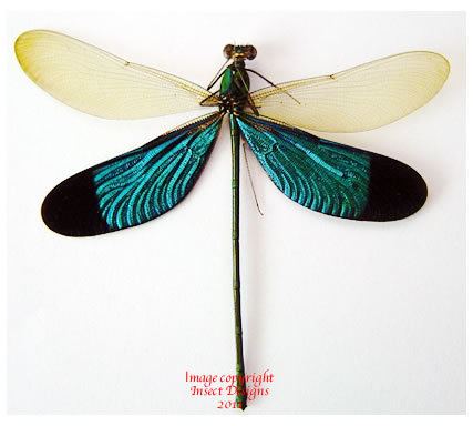 Neurobasis chinensis Insect Designs Other Bugs Dragonflies and Damselflies