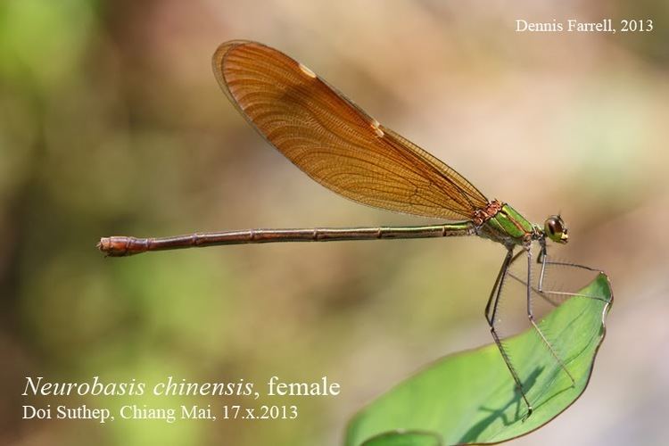 Neurobasis chinensis Dragonflies amp damselflies of Thailand 79 Neurobasis chinensis