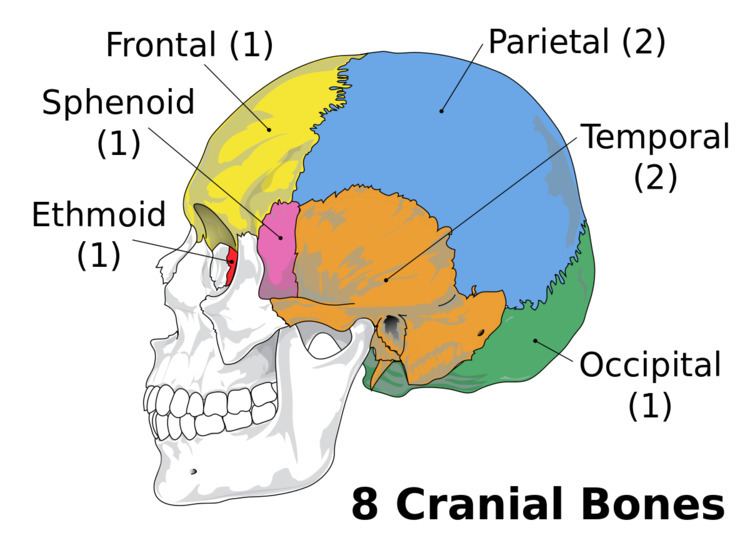 Neurocranium