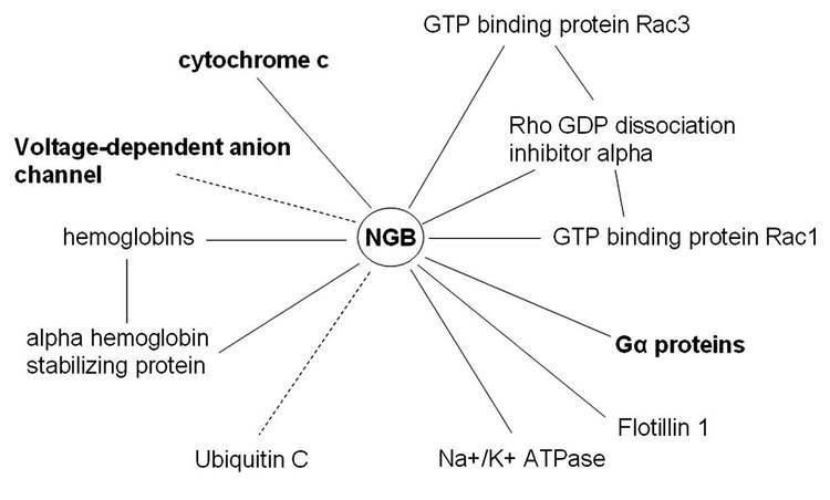 Neuroglobin Neuroglobin as a regulator of mitochondrialdependent apoptosis A