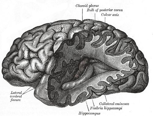 Neurohistory