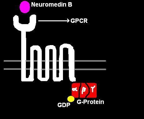 Neuromedin B