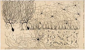 Neuron doctrine