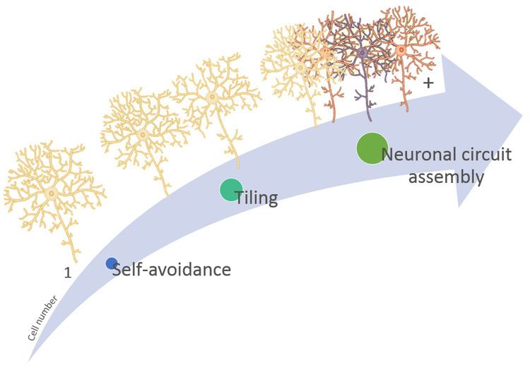 Neuronal self-avoidance