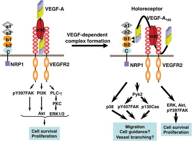 Neuropilin 1 How neuropilin1 regulates receptor tyrosine kinase signalling the