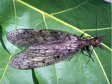 Neuroptera University of Kentucky Master Gardener Entomology Basics