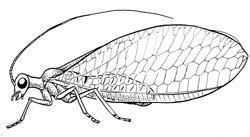 Neuroptera Insects Lacewings amp Antlions Neuroptera