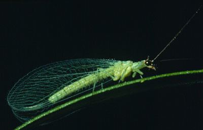 Neuroptera - Wikipedia