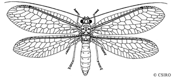Neuroptera Neuroptera lacewings antlions