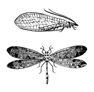 Neuroptera - Wikipedia