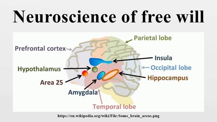 Neuroscience of free will httpsiytimgcomvifOBxwzqqKJ0maxresdefaultjpg