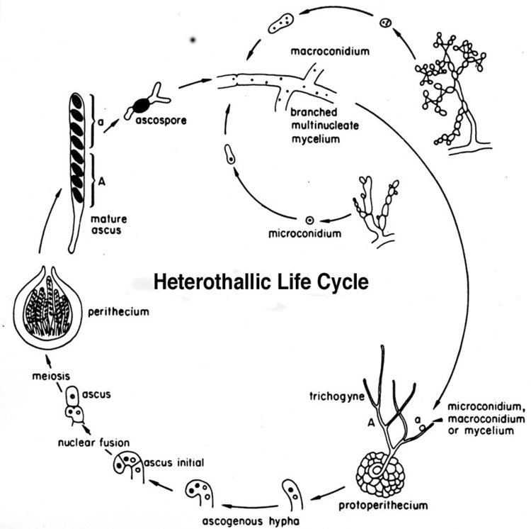 Neurospora Neurospora LIFE CYCLE