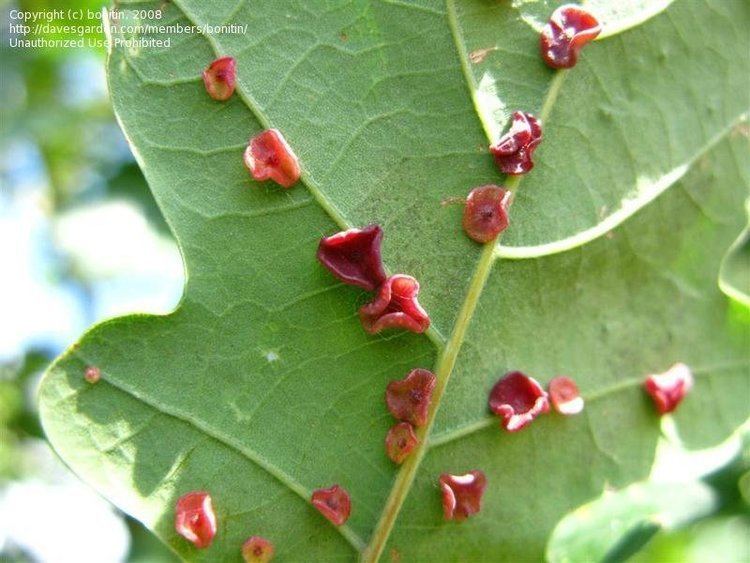 Neuroterus albipes Bug Pictures Smooth Spangle Gall Neuroterus albipes by bonitin
