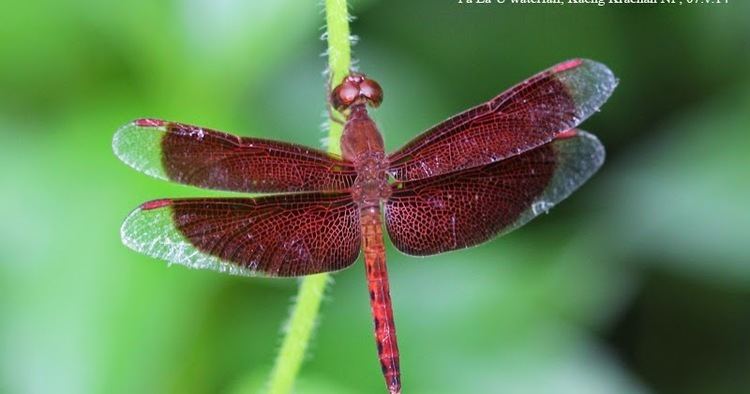 Neurothemis Dragonflies amp damselflies of Thailand 71 Neurothemis fluctuans