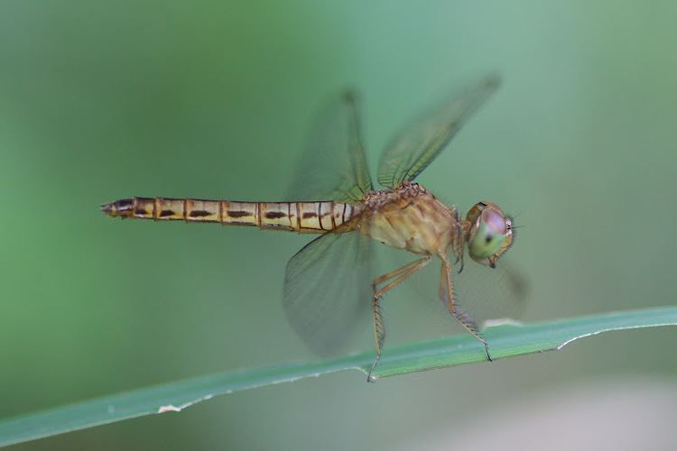 Neurothemis fluctuans Dragonflies amp damselflies of Thailand 71 Neurothemis fluctuans