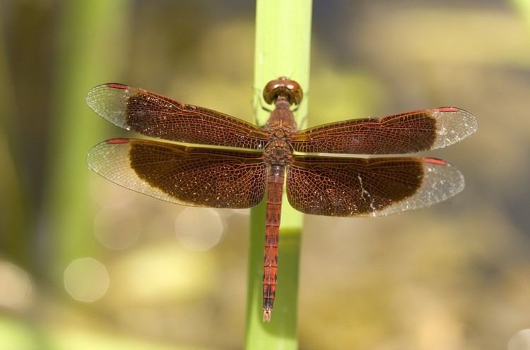 Neurothemis fluctuans Results All Odonata Search