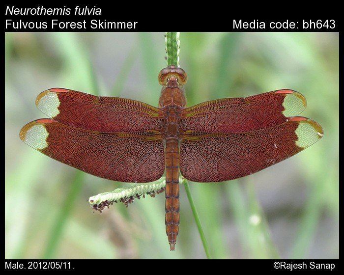 Neurothemis fulvia Neurothemis fulvia Fulvous Forest Skimmer Odonata of India