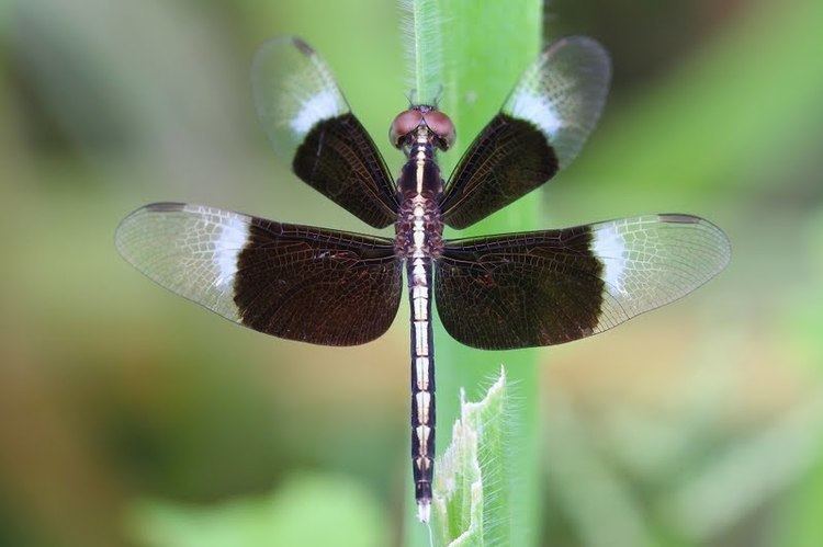 Neurothemis tullia Dragonflies amp damselflies of Thailand 97 Neurothemis tullia Drury