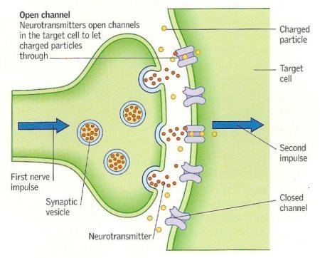 Neurotransmitter neurotransmitterjpg