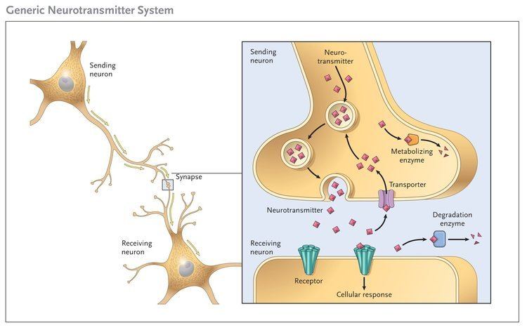 Neurotransmitter What Are Neurotransmitters And How Can I Make Mine Better