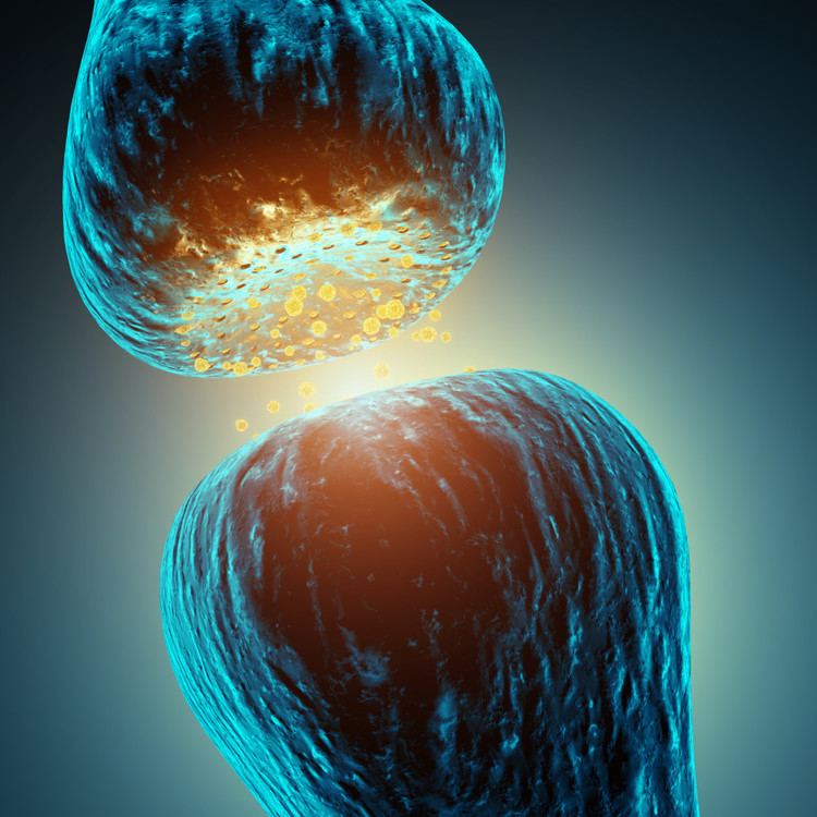 Neurotransmitter A Look Into the Major Neurotransmitters of the Nervous System