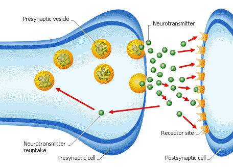 Neurotransmitter IB Psychology BLA All About Neurotransmitters