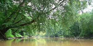 Neuse River httpsuploadwikimediaorgwikipediacommonsthu