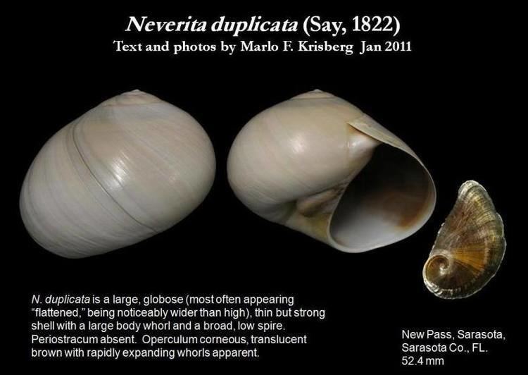 Neverita duplicata Let39s Talk Seashells gt Neverita duplicata Say 1822