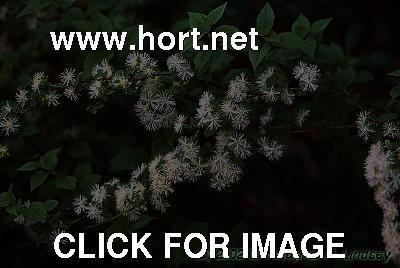 Neviusia alabamensis Neviusia alabamensis flowers 1 of 1 hortnet photo gallery