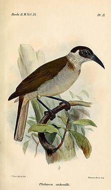 New Britain friarbird httpsuploadwikimediaorgwikipediacommonsthu