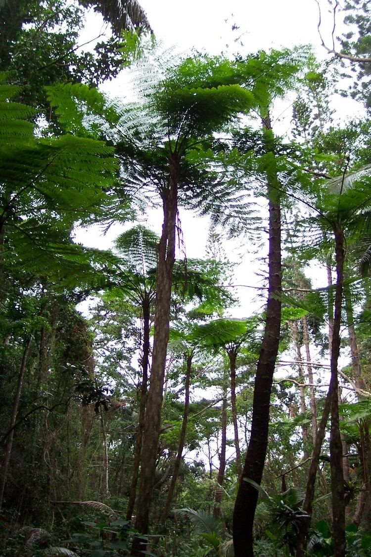 New Caledonia rain forests httpsuploadwikimediaorgwikipediacommons00