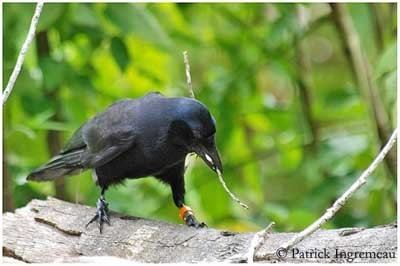 New Caledonian crow New Caledonian crow