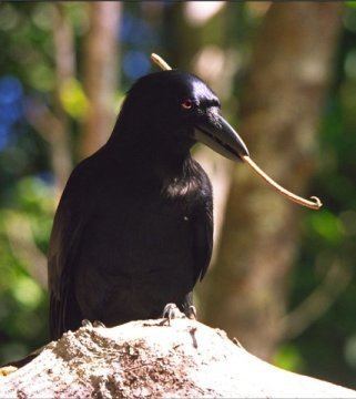 New Caledonian crow httpsimagessciencedailycom2016031603151533