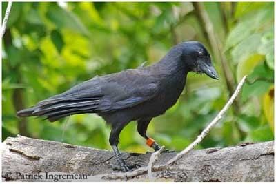 New Caledonian crow New Caledonian crow