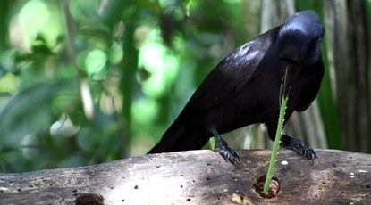 New Caledonian crow Cognition and culture in New Caledonian crows The University of