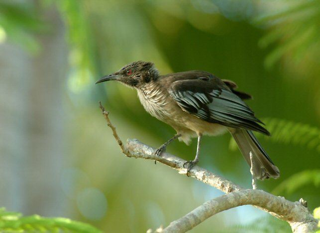 New Caledonian friarbird wwwmangoverdecomwbgimages00000012297jpg